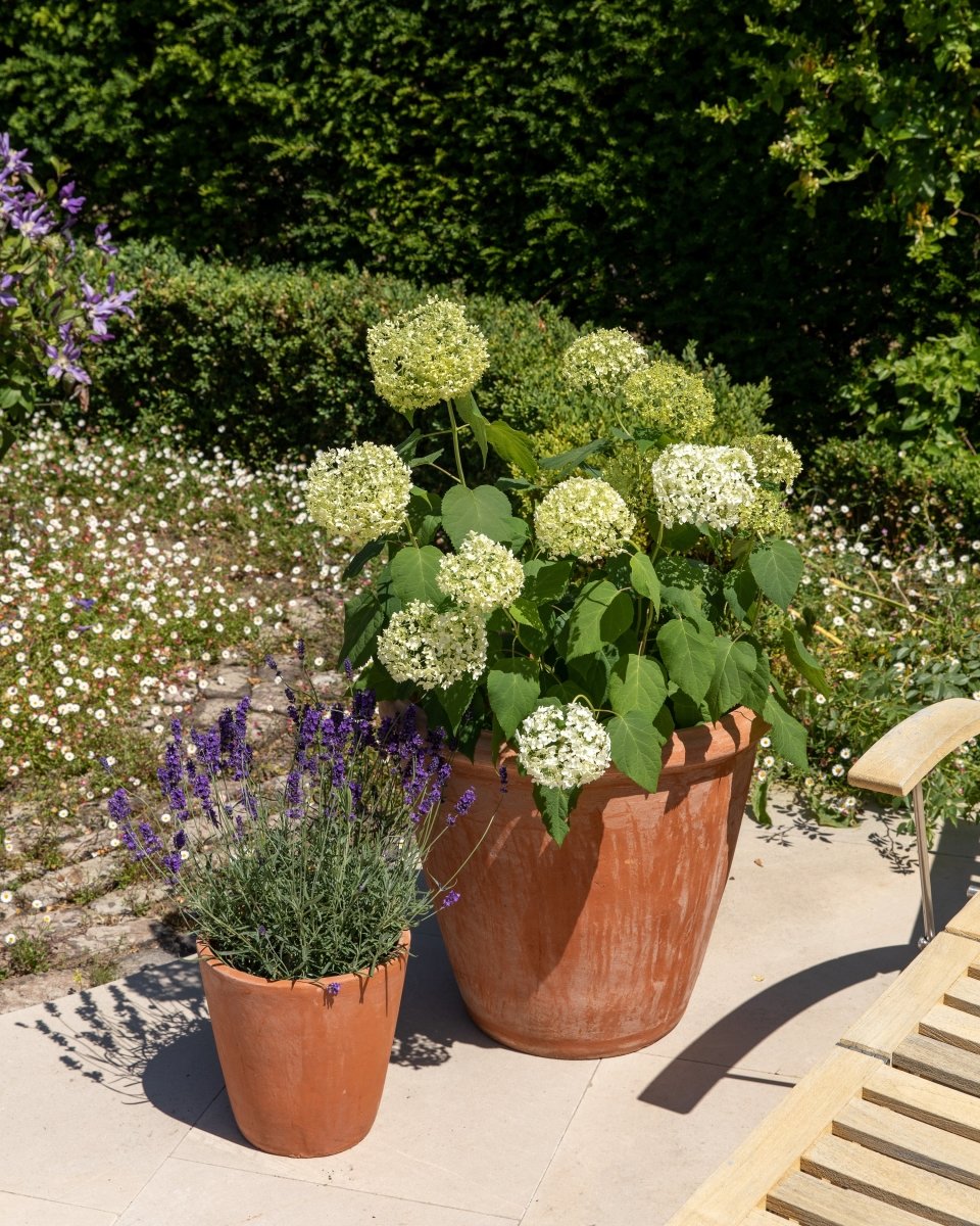 Hydrangea Arborescens 'Annabelle' - Plant Drop