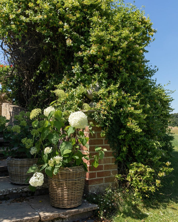 Hydrangea Arborescens 'Annabelle' - Plant Drop