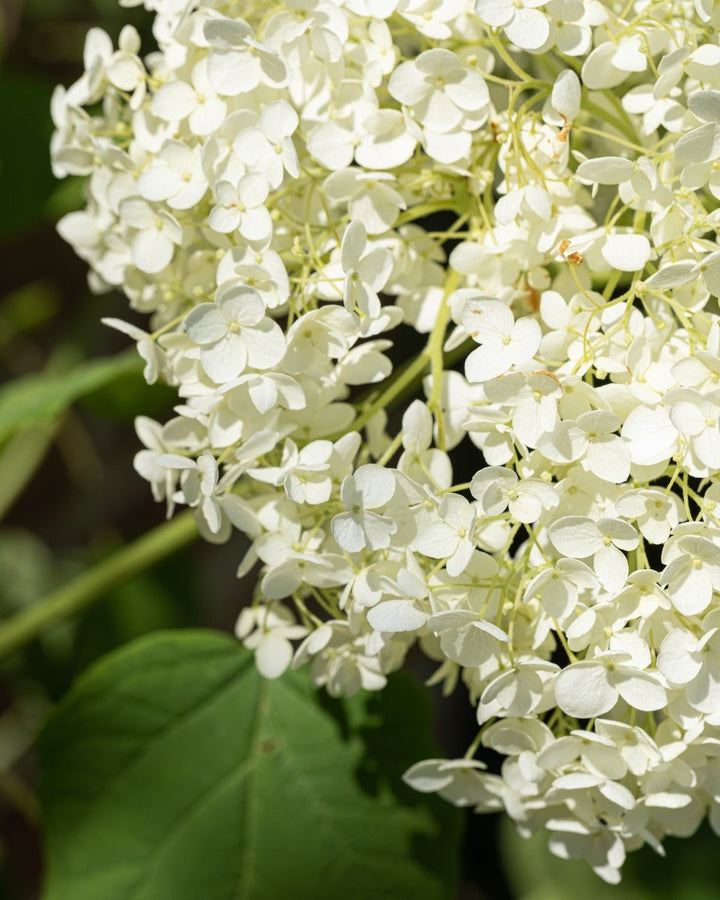 Hydrangea Arborescens 'Annabelle' - Plant Drop