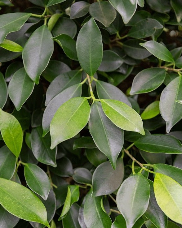 Indian laurel, Malayan Fig, Ficus Microcarpa Nitida - Plant Drop