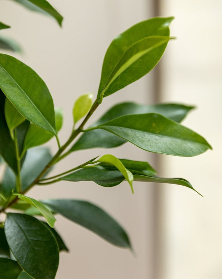 Indian laurel, Malayan Fig, Ficus Microcarpa Nitida Tree - Plant Drop