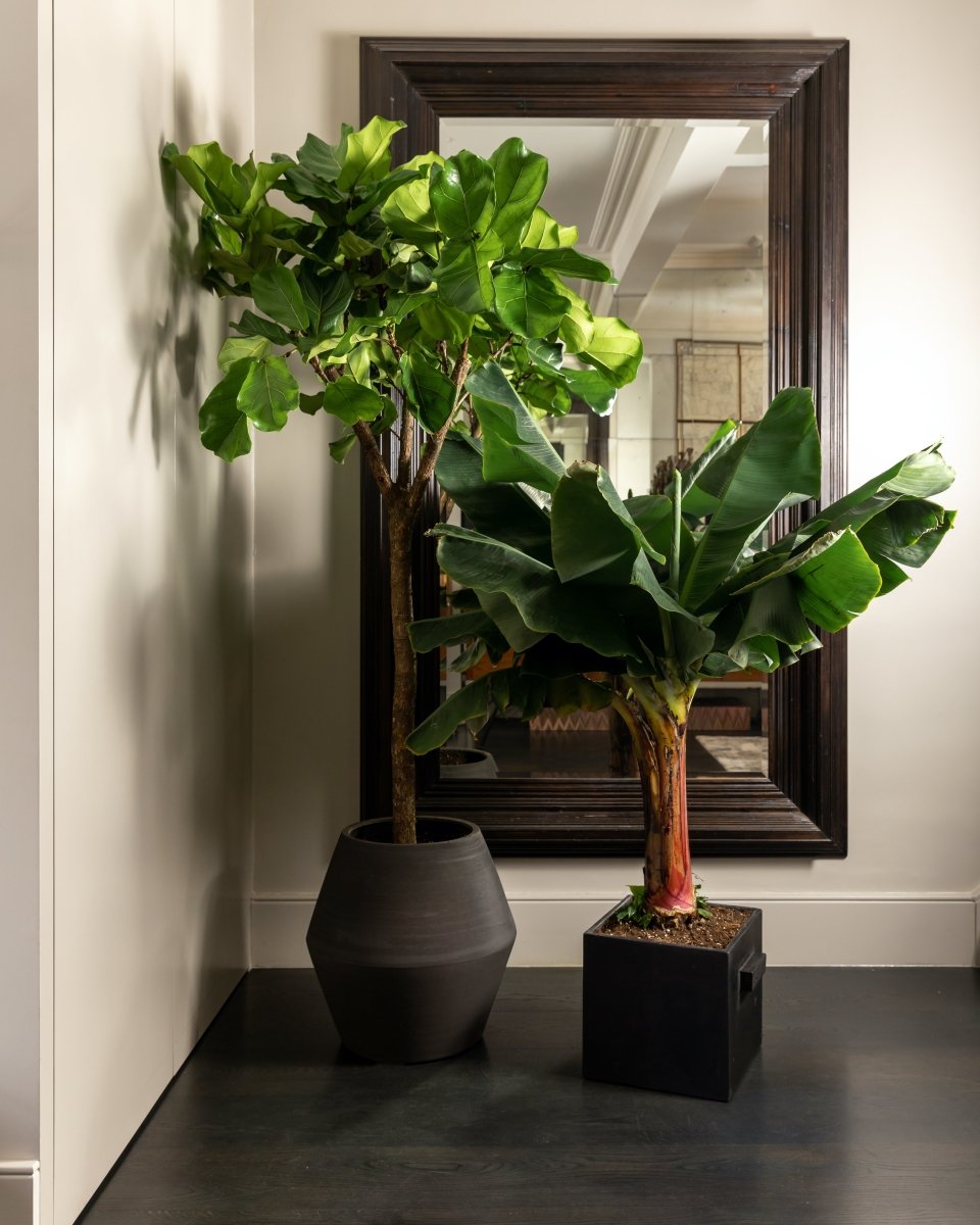 Indoor Banana Tree Banana Indoors