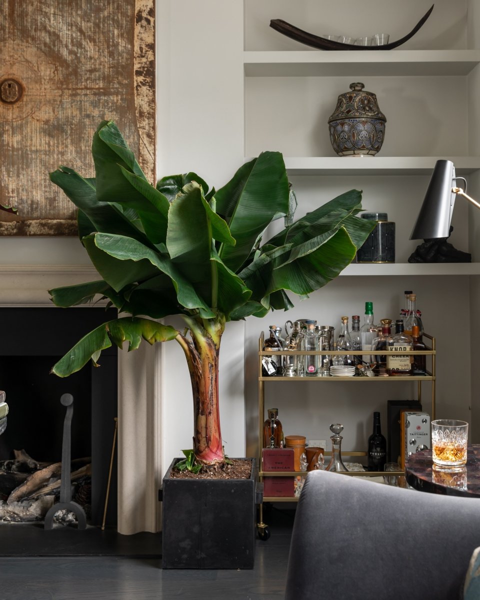 Indoor Banana Tree, Musa Acuminata 'Dwarf Cavendish' - Plant Drop