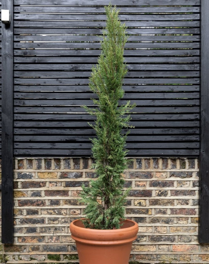 Italian Cypress Trees, Cupressus Sempervirens 'Pyramidalis' - Plant Drop