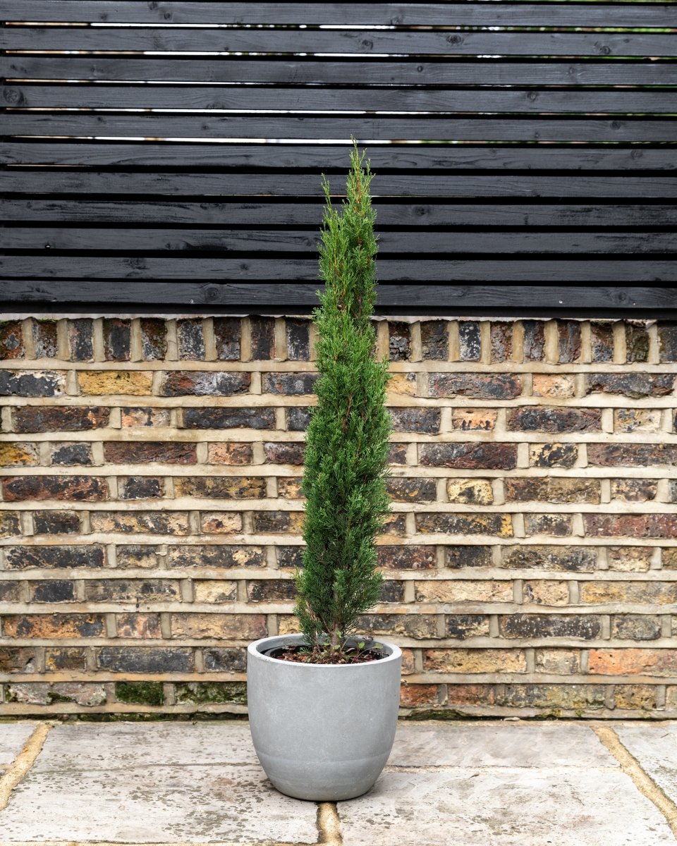 Italian Cypress Trees, Cupressus Sempervirens 'Pyramidalis' - Plant Drop