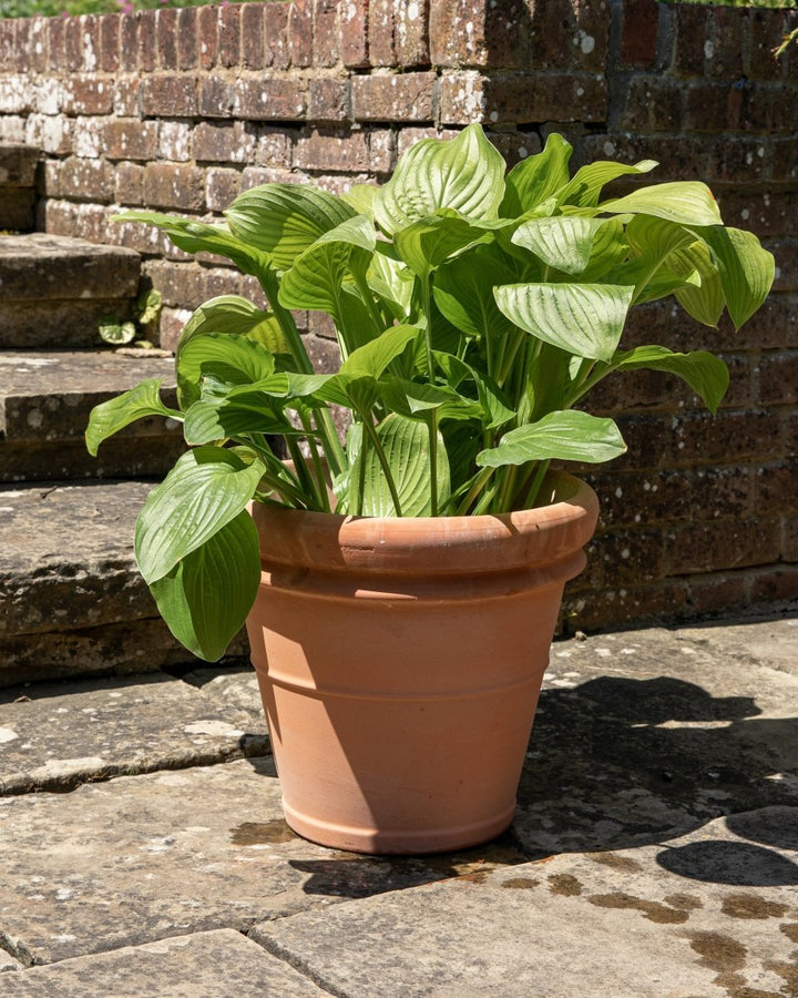 Doppio Bordo Terracotta Pot