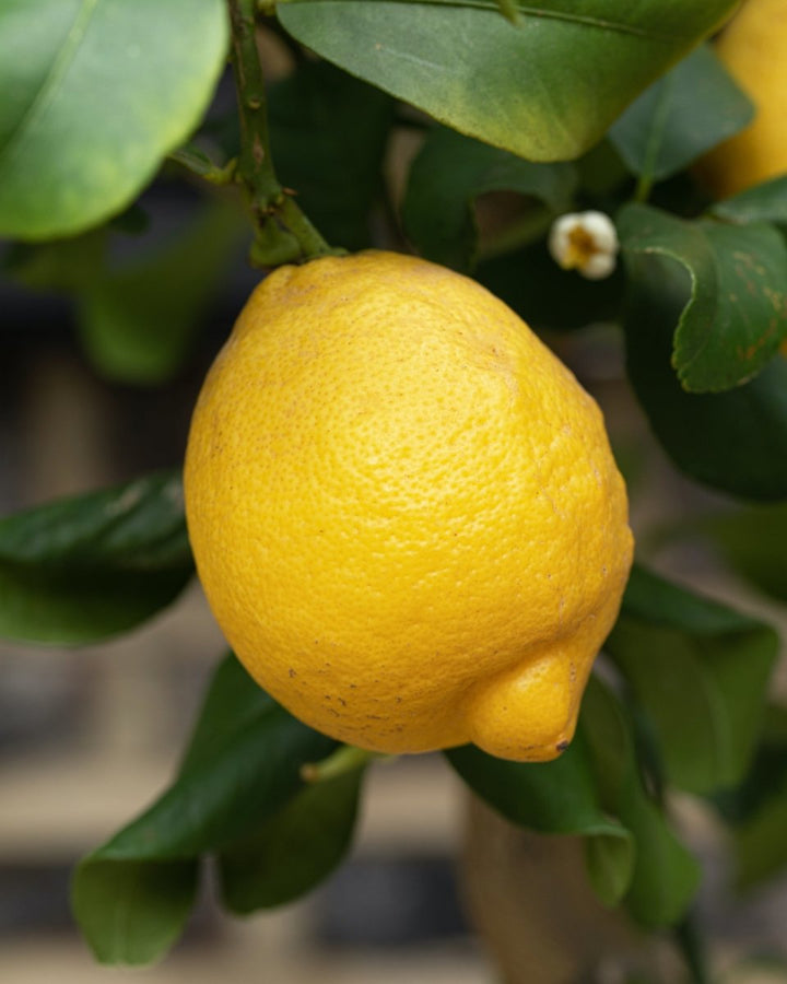 Large Lemon Tree, Reliably Fruiting - Plant Drop