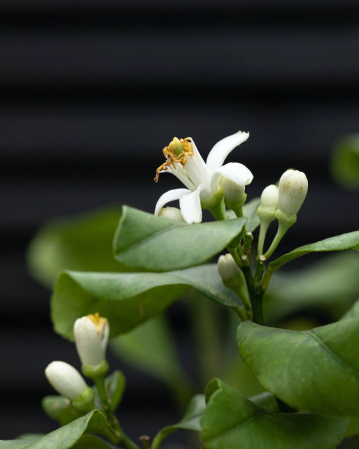 Large Lemon Tree, Reliably Fruiting - Plant Drop