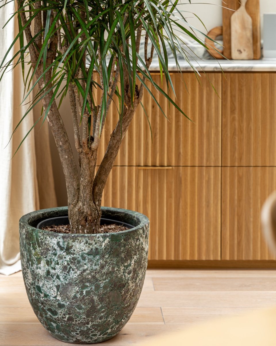 Lava Relic Planter | Pots & Planters UK – Plant Drop