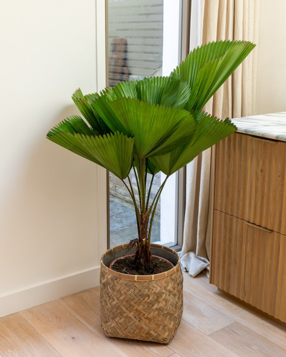 fan palm plant indoor Ruffled Fan Palm