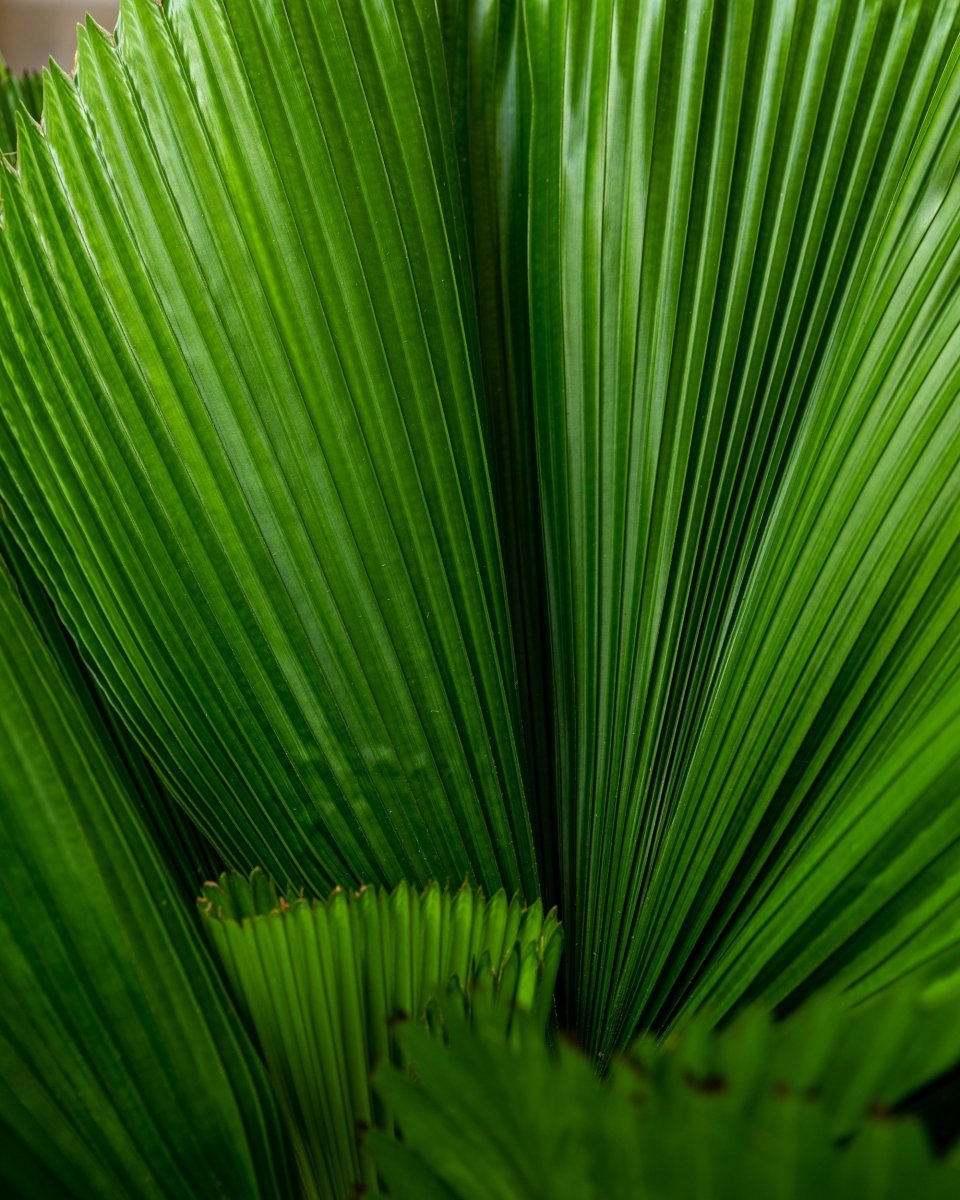 Licuala Grandis, Ruffled Fan Palm Single Stem - Plant Drop