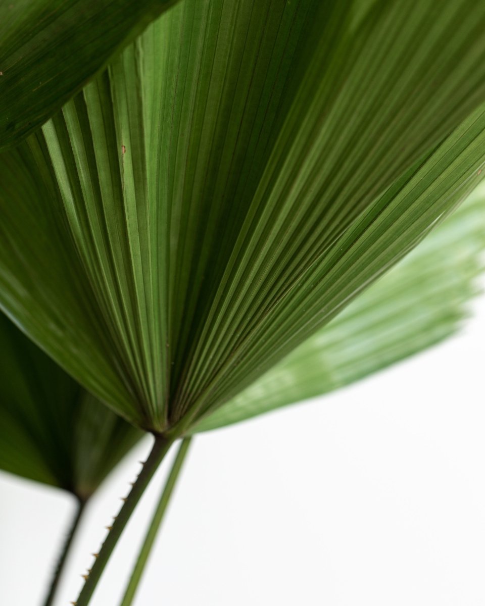 Licuala Grandis, Ruffled Fan Palm Single Stem - Plant Drop