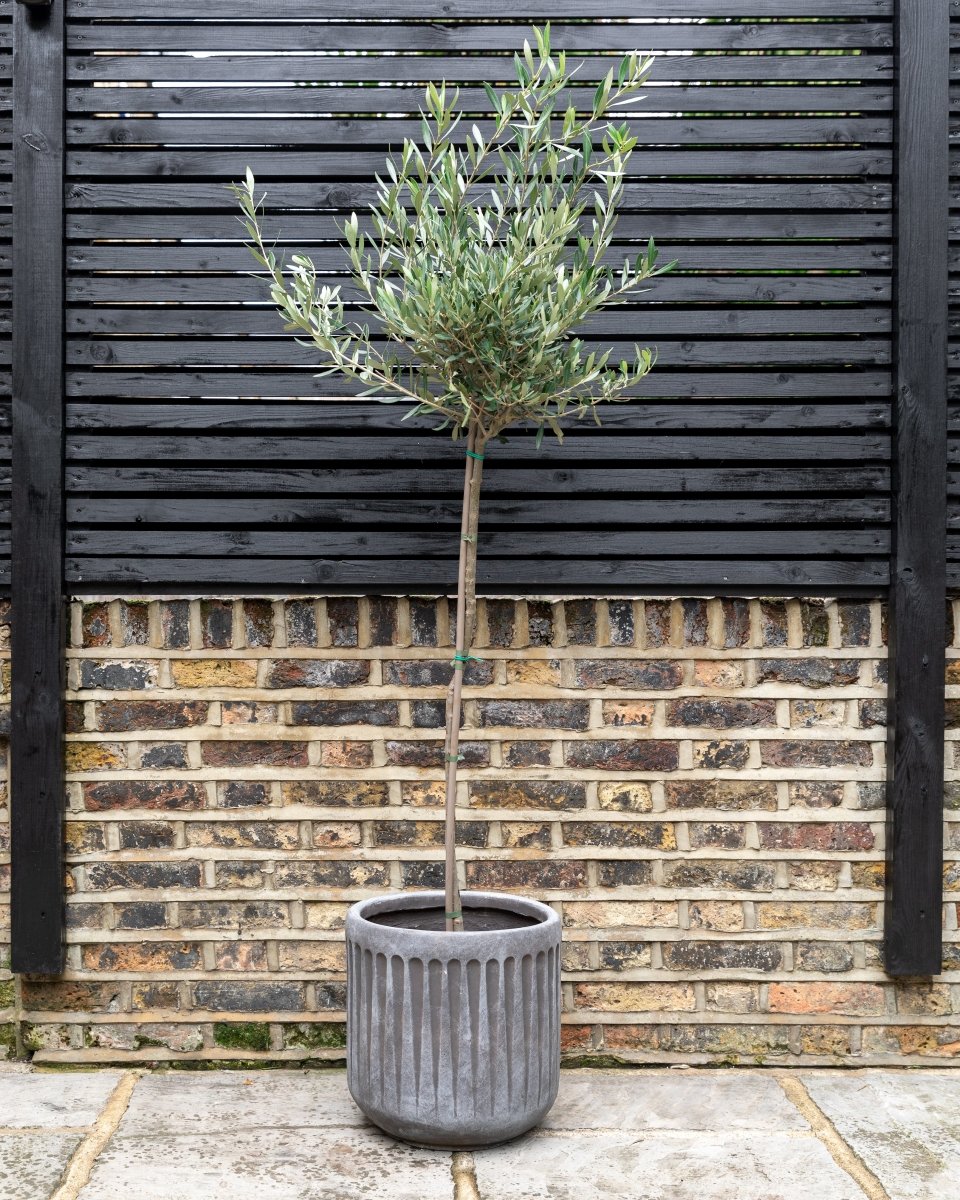 Mini Olive Trees, 80-140cm - Plant Drop