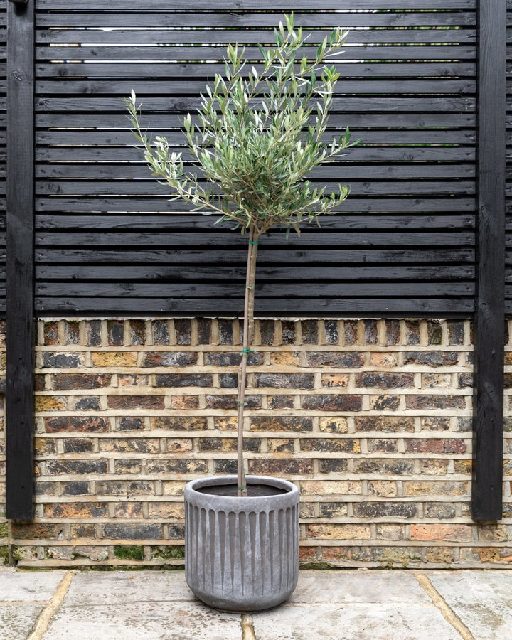 Mini Olive Trees, 80-140cm - Plant Drop