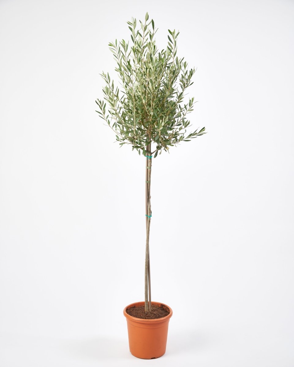 Mini Olive Trees, 80-140cm - Plant Drop