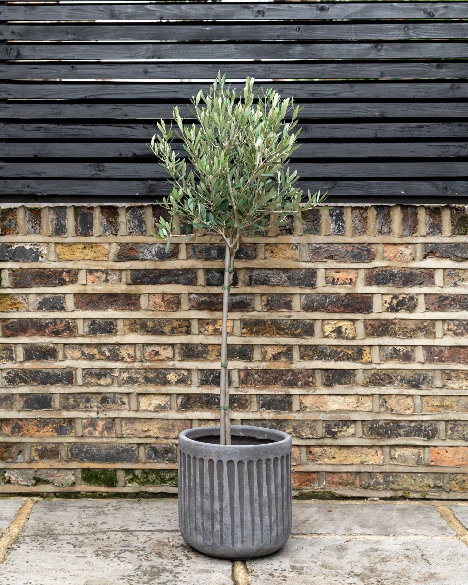 Mini Olive Trees, 80-140cm - Plant Drop