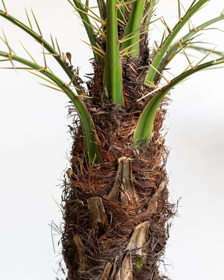 Miniature Date Palm, Phoenix Roebelenii - Plant Drop