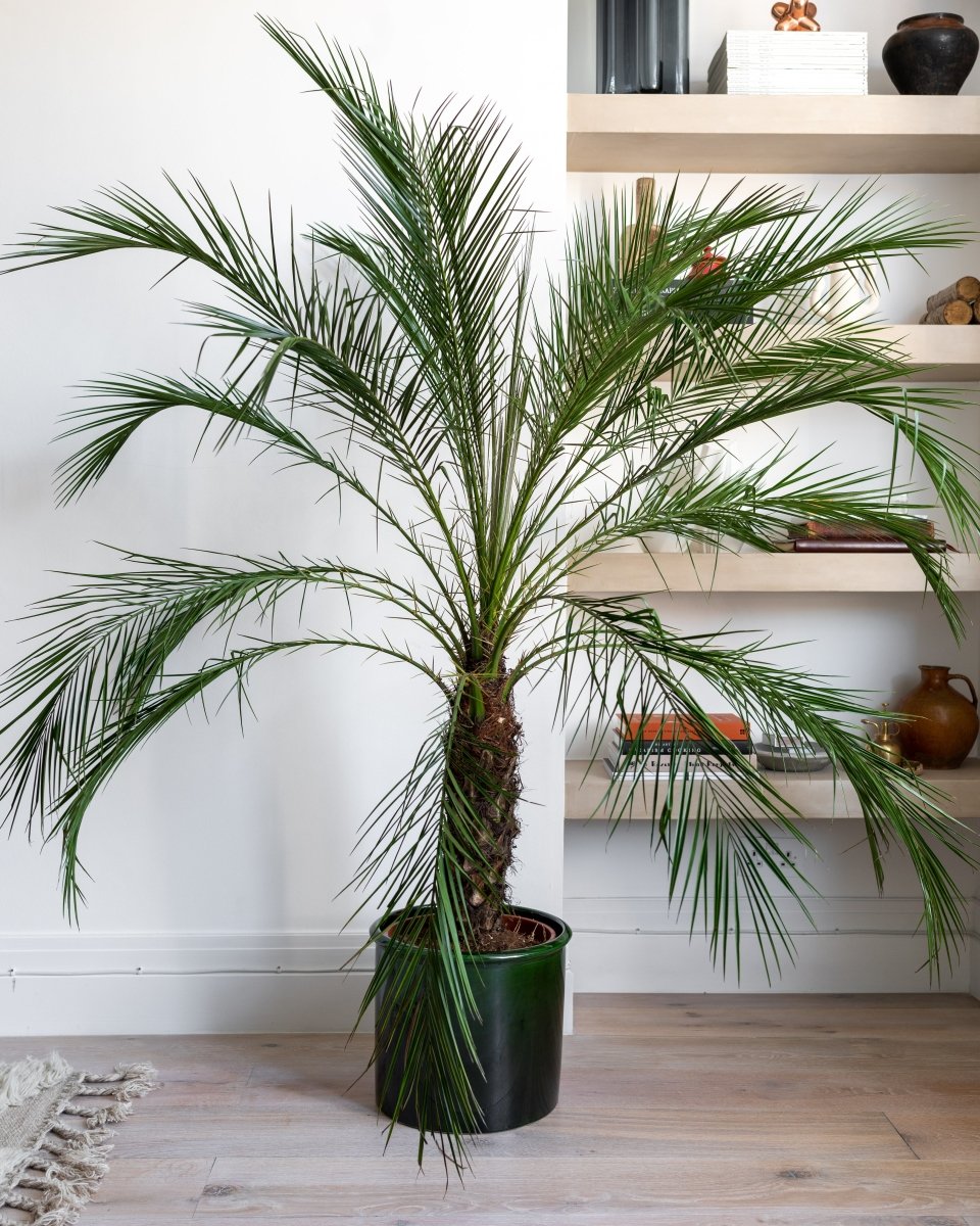 Miniature Date Palm Phoenix Roebelenii Plant Drop Miniature date palm phoenix roebelenii plant drop