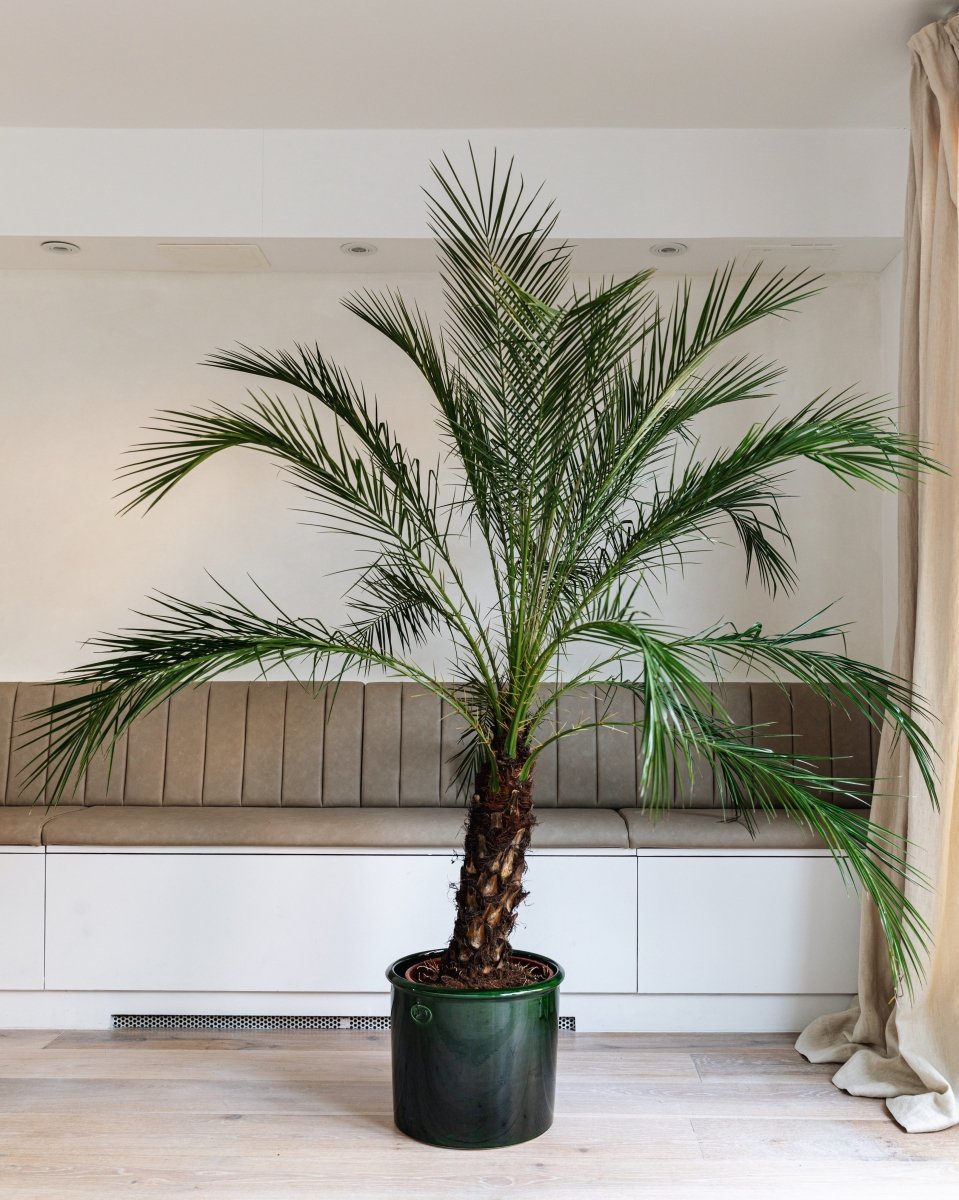 phoenix palm indoor plant Miniature Date Palm, Phoenix Roebelenii – Plant Drop
