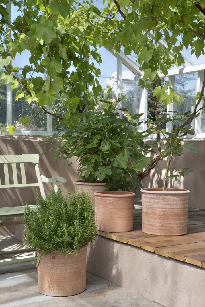 Modena Terracotta Pots By Bergs - Plant Drop