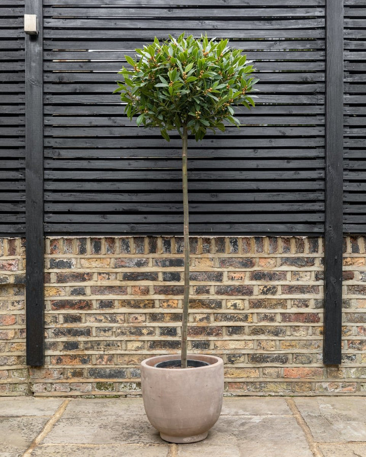 Modernist Terracotta Vase Planters