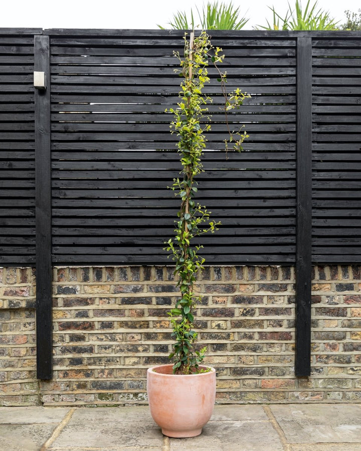 Modernist Terracotta Vase Planters - Plant Drop