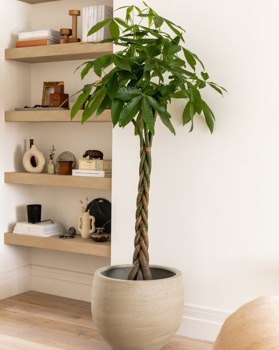 twisted money plant Money Tree, Pachira Aquatica Twisted Stem – Plant Drop