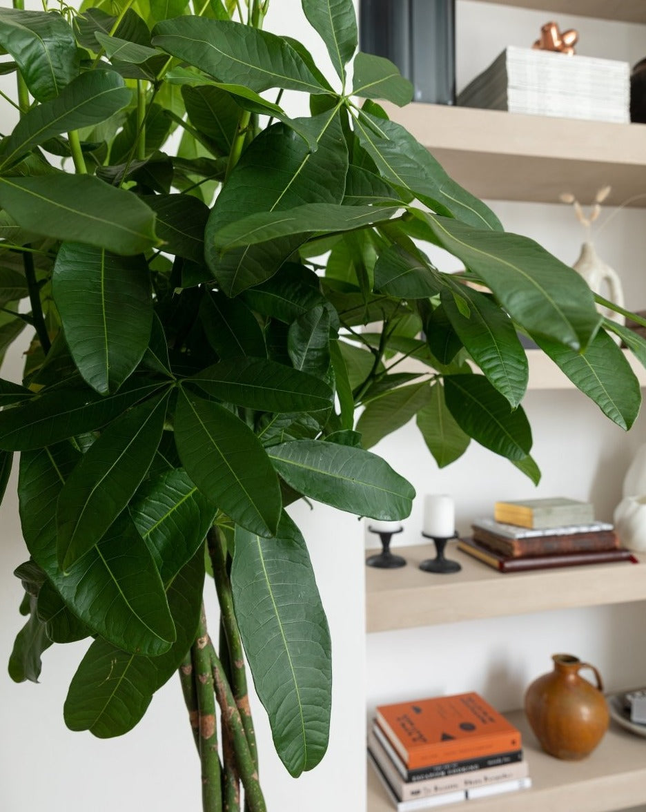 twisting money tree Money Tree, Pachira Aquatica Twisted Stem – Plant Drop