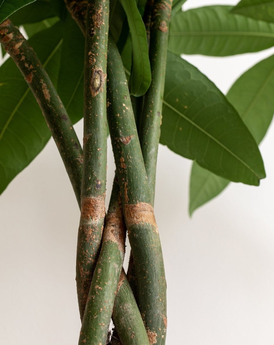 money tree twisted trunk Money Tree, Pachira Aquatica Twisted Stem – Plant Drop