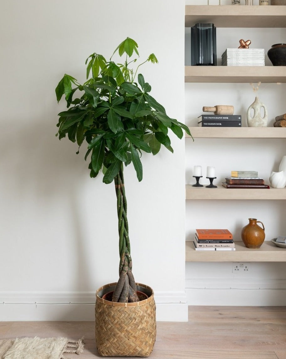 indoor plant twisted trunk Money Tree, Pachira Aquatica Twisted Stem – Plant Drop