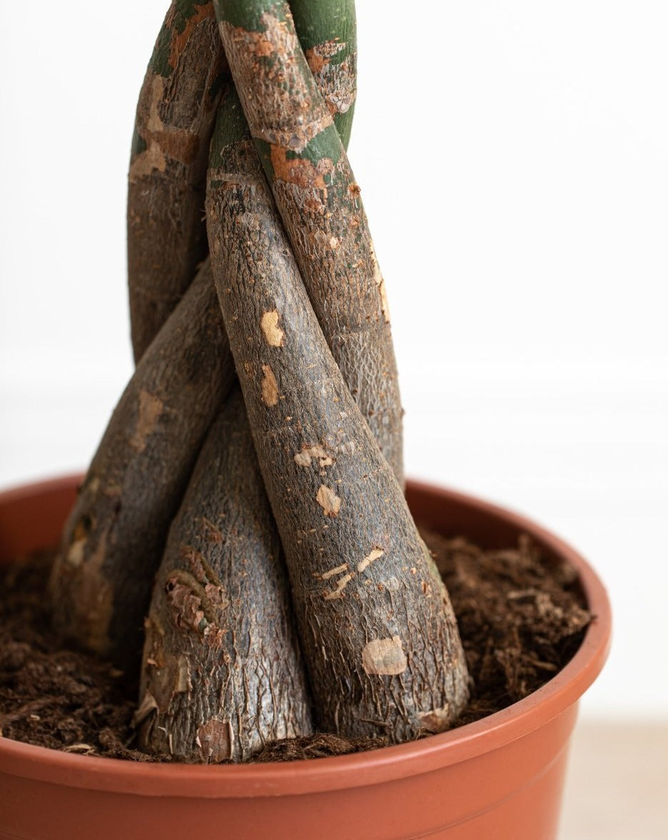 indoor plant with twisted stem Money Tree, Pachira Aquatica Twisted Stem – Plant Drop