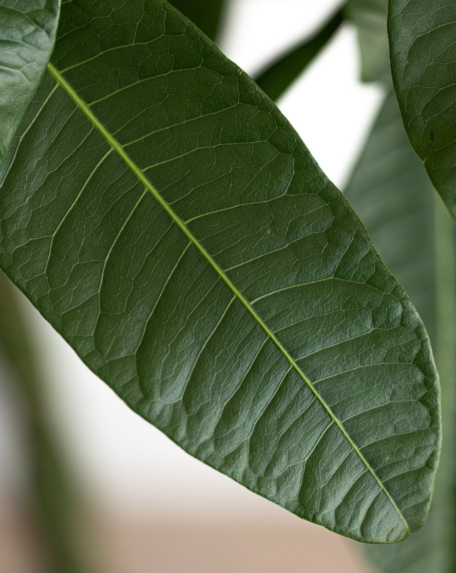 Money Tree, Pachira Aquatica Twisted Stem - Plant Drop