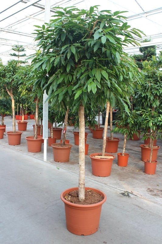 Narrow Leaf Fig Tree, Ficus Binnendijkii 'Amstel King' - Plant Drop