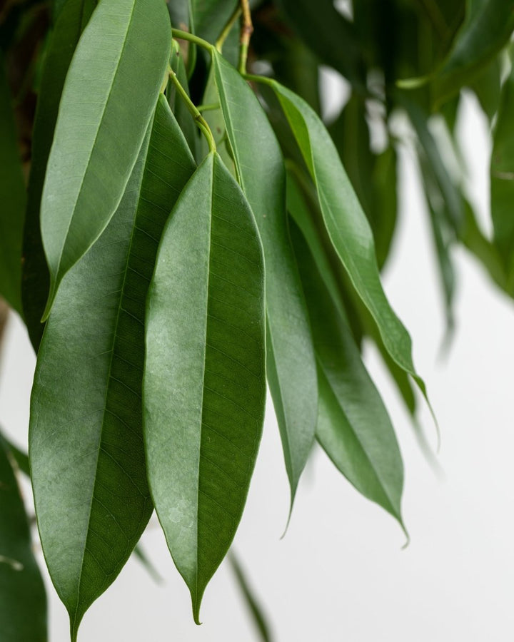 Narrow Leaf Fig Tree, Ficus Binnendijkii 'Amstel King' - Plant Drop