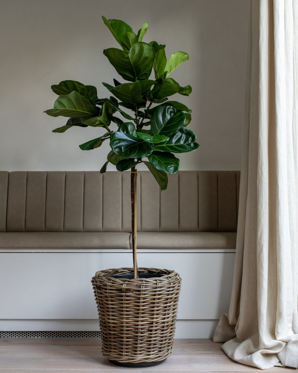 Natural Tall Rattan Basket, Indoor & Outdoor Planter - Plant Drop