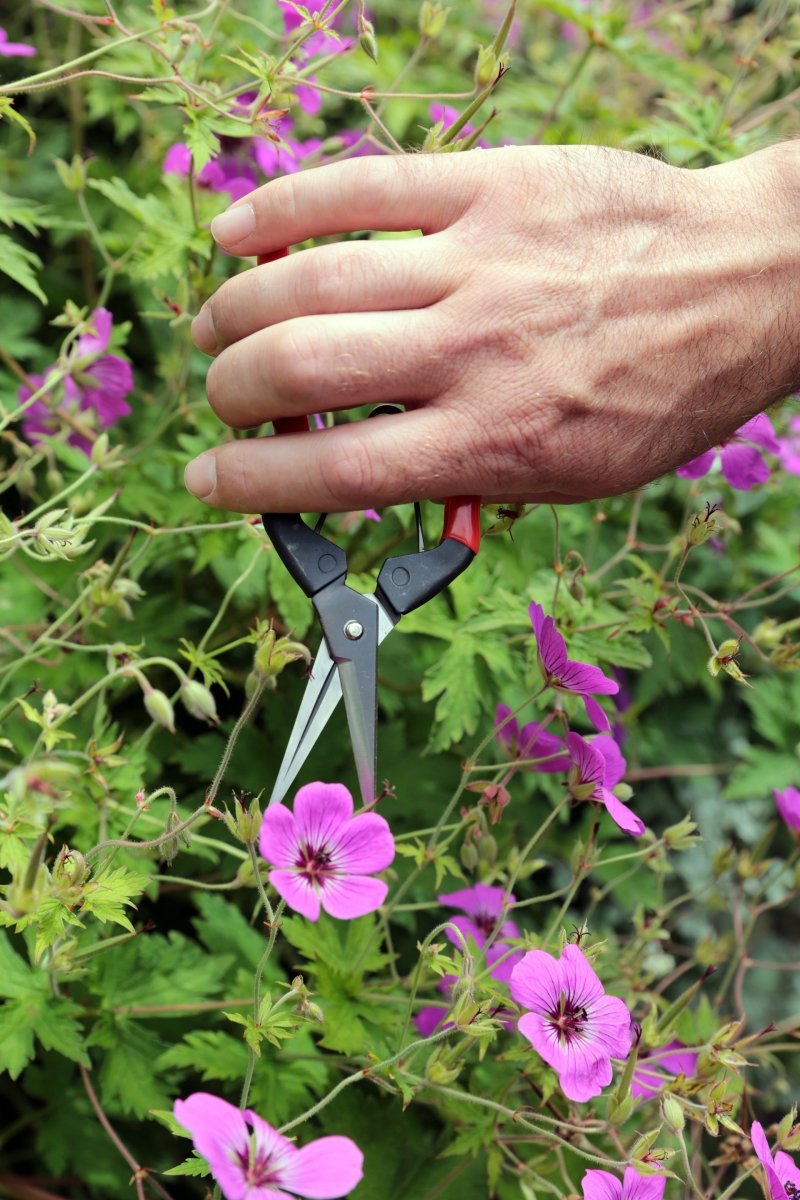 Niwaki Garden Snips, Japanese Precision Tool - Plant Drop