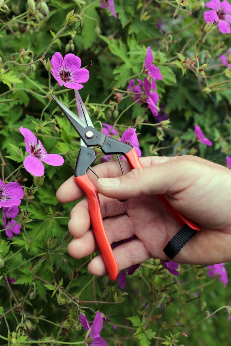 Niwaki Garden Snips, Japanese Precision Tool - Plant Drop