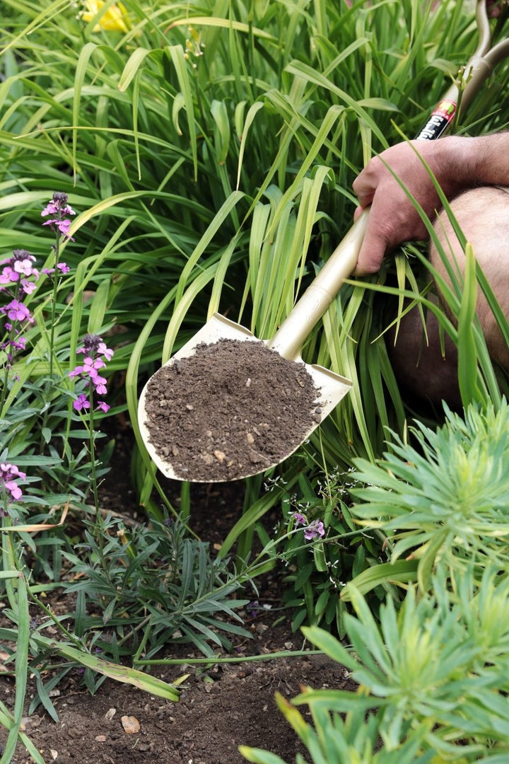 Niwaki Golden Spade, Made in Japan - Plant Drop
