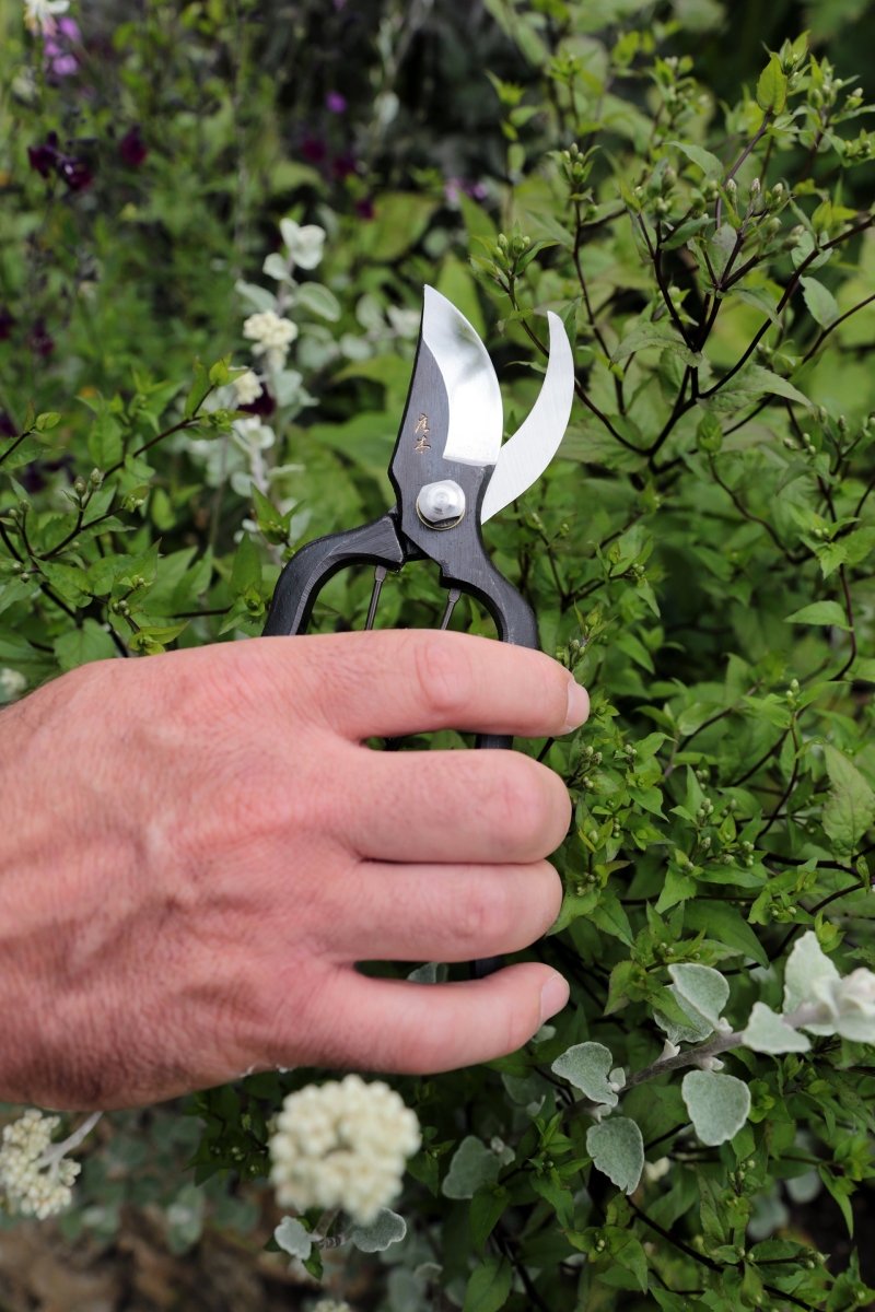 Niwaki Sentei Secateurs, Japanese Precision Tool - Plant Drop