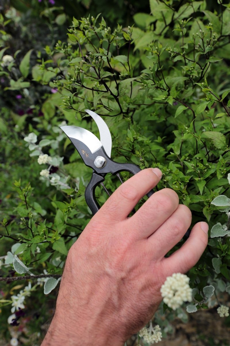 Niwaki Sentei Secateurs, Japanese Precision Tool - Plant Drop