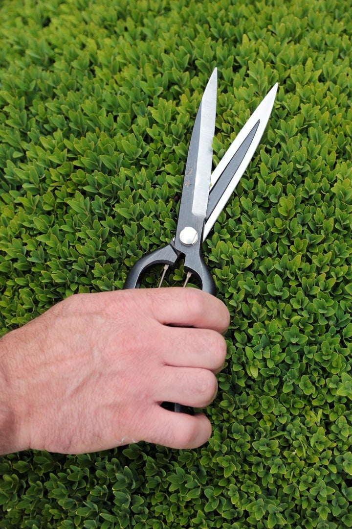 Niwaki Sentei Topiary Clippers, Japanese Tool - Plant Drop