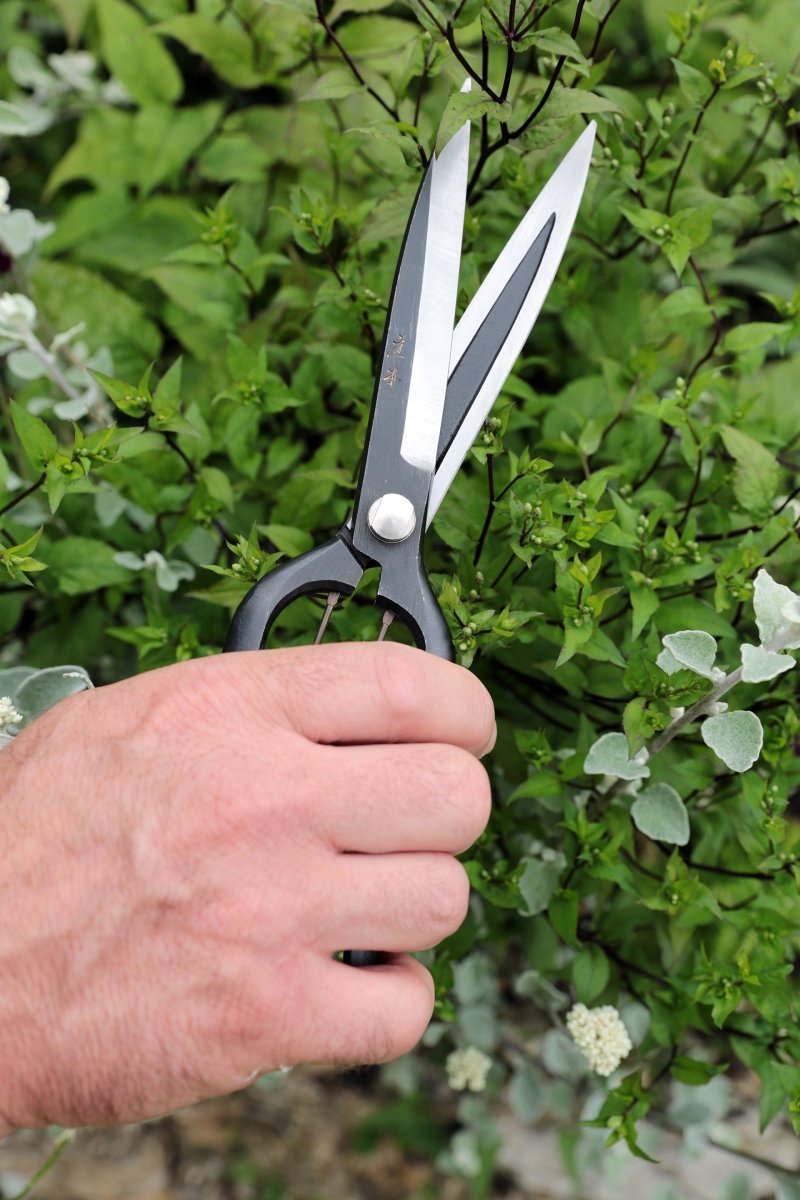 Niwaki Sentei Topiary Clippers, Japanese Tool - Plant Drop