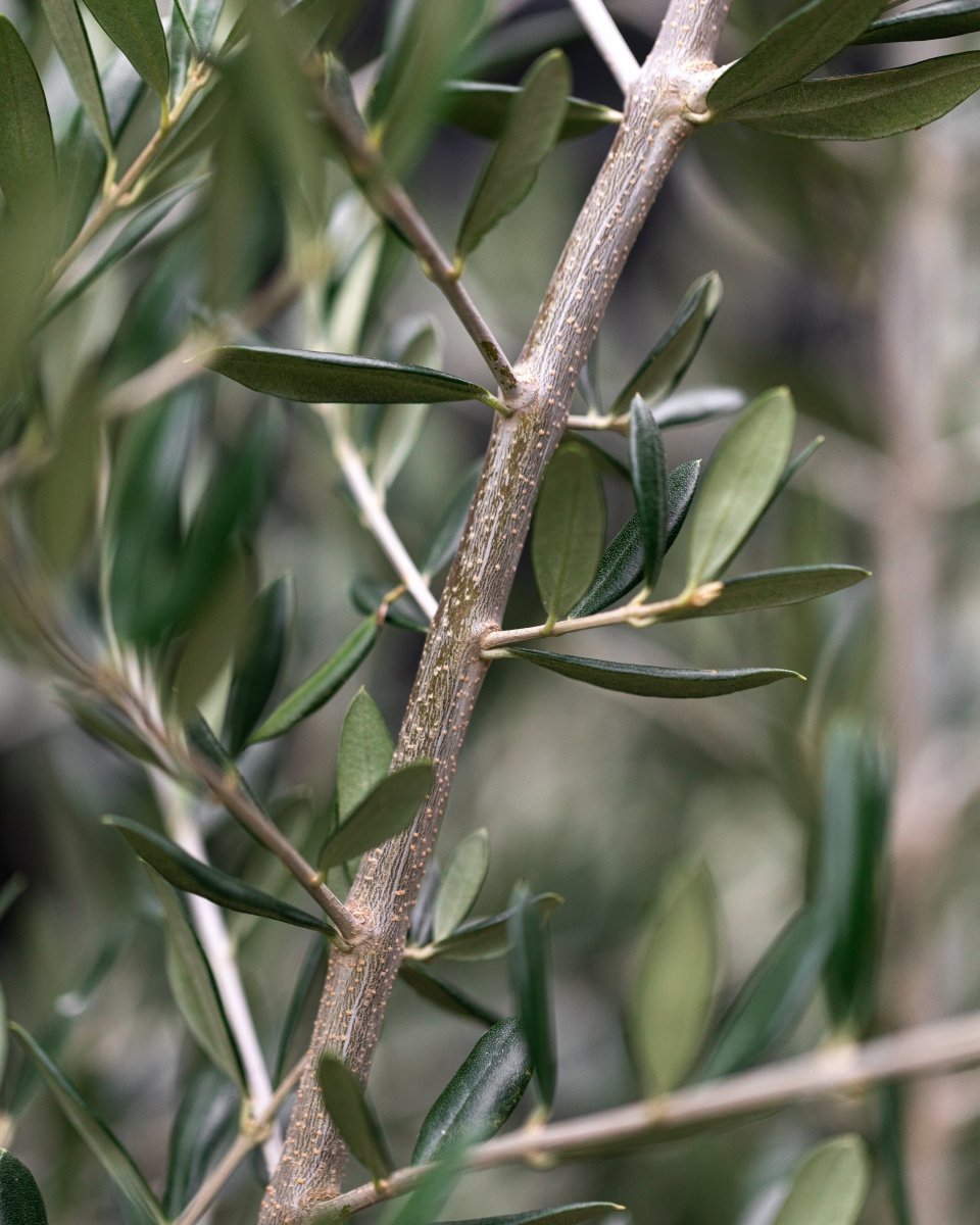 Olive Tree, Gnarly Thick Trunk - Plant Drop