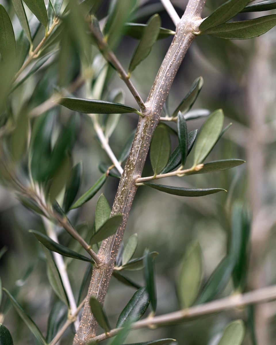 Olive Tree, Thick Trunk, Natural Shape Head - Plant Drop