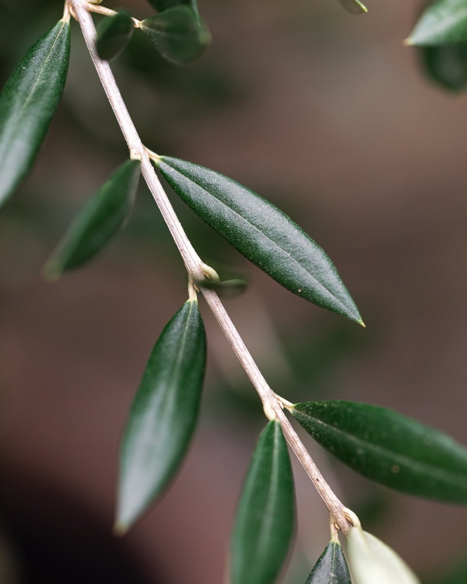 Olive Tree, Thick Trunk, Natural Shape Head - Plant Drop