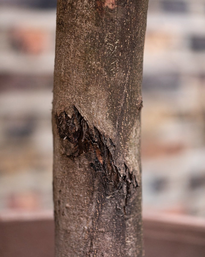 Olive Tree, Thick Trunk, Natural Shape Head - Plant Drop