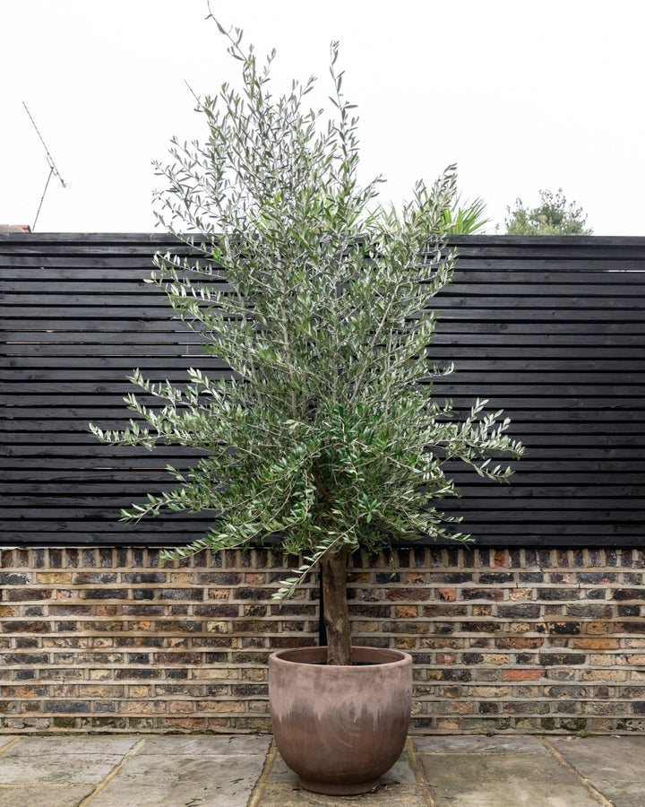 Olive Tree, Thick Trunk, Natural Shape Head - Plant Drop