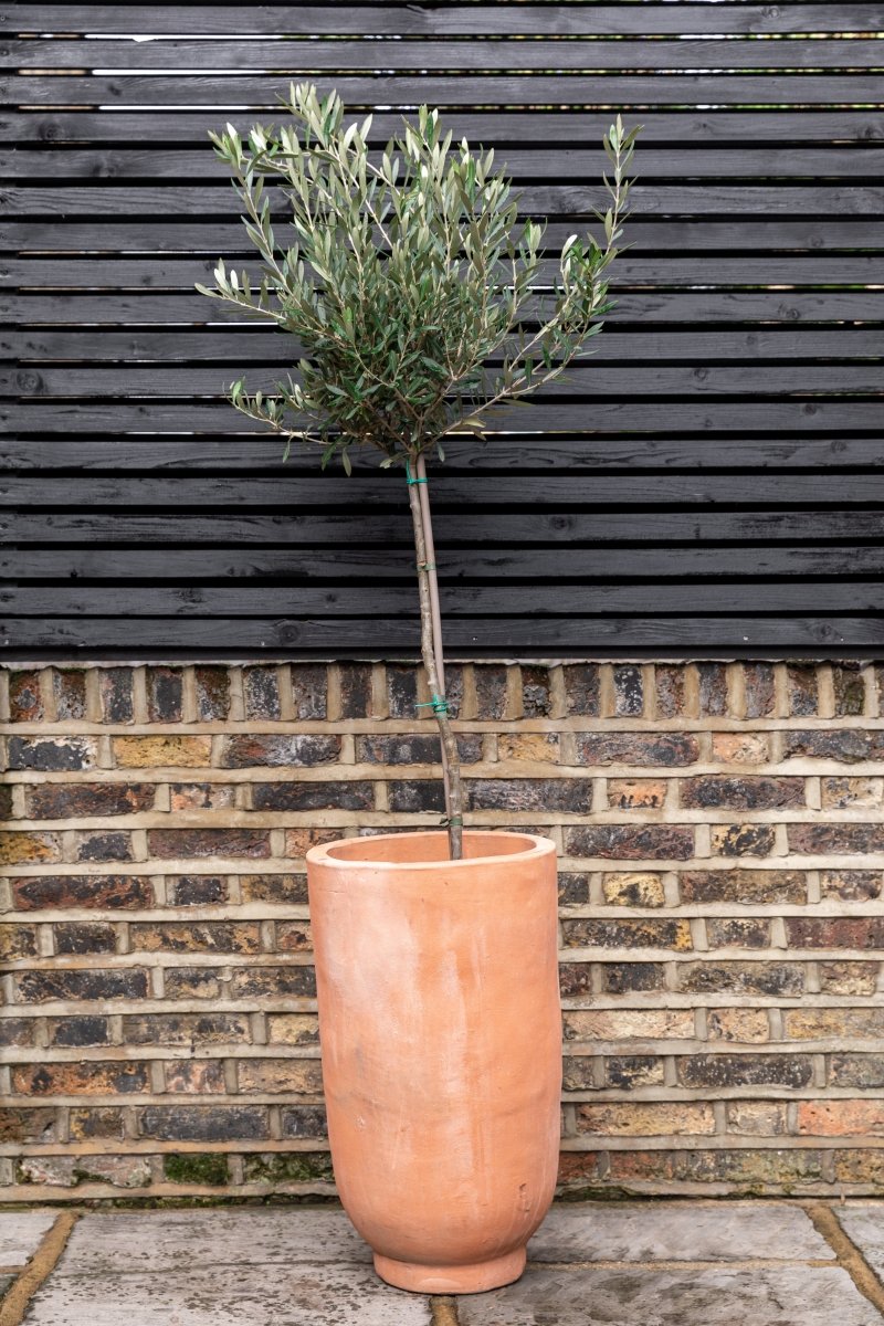 Olive Trees, Natural Loose Clipped Head - Plant Drop