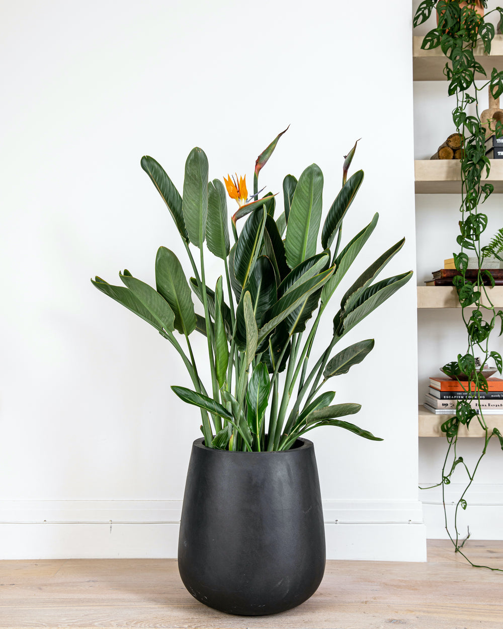 Orange bird of paradise foliage