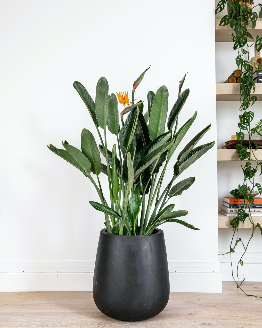 Orange bird of paradise foliage